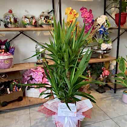 Yucca Bitkisi(Yukka)