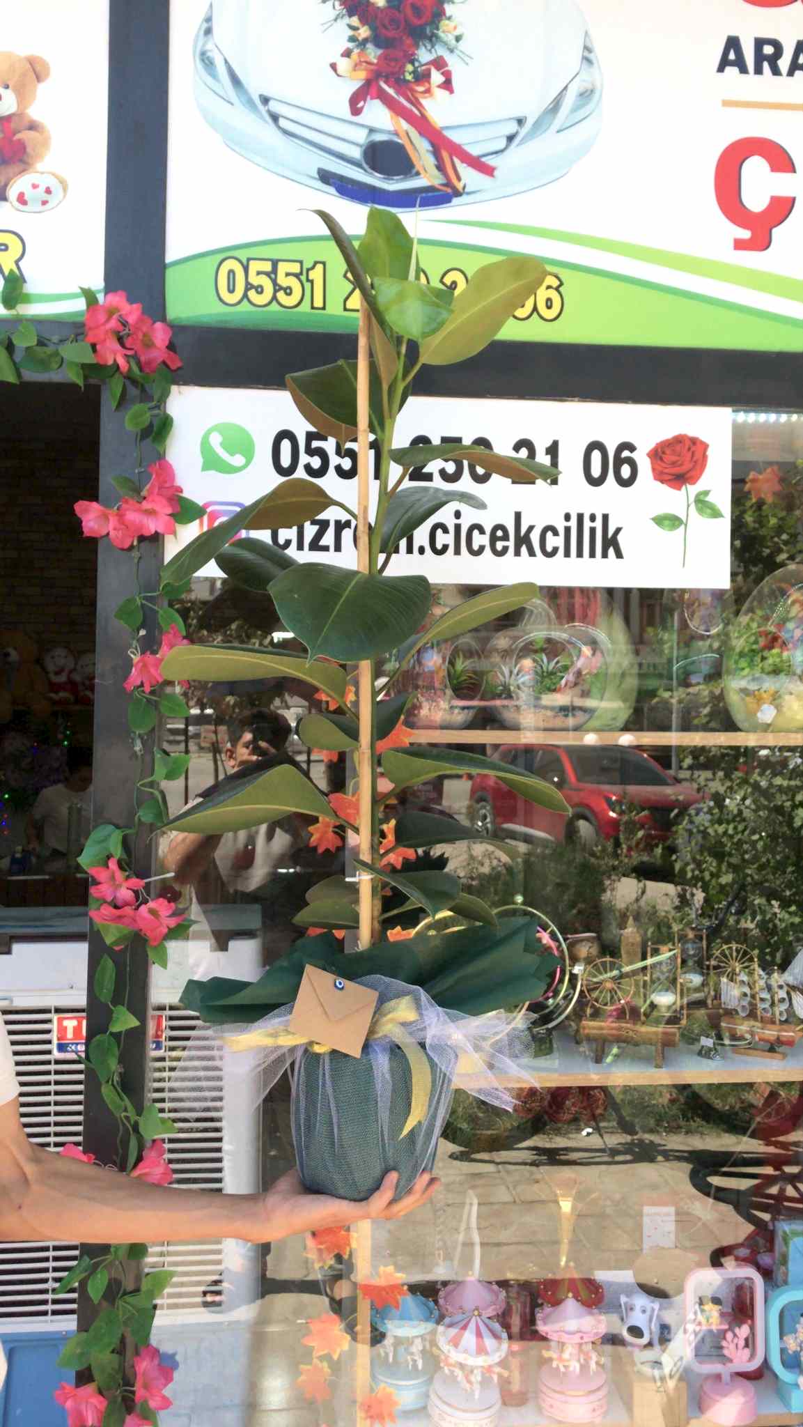 Kauçuk Bitkisi – Tekli & Çiftli Dal Seçenekli | Cizre & Şırnak İlçelerine Teslimat